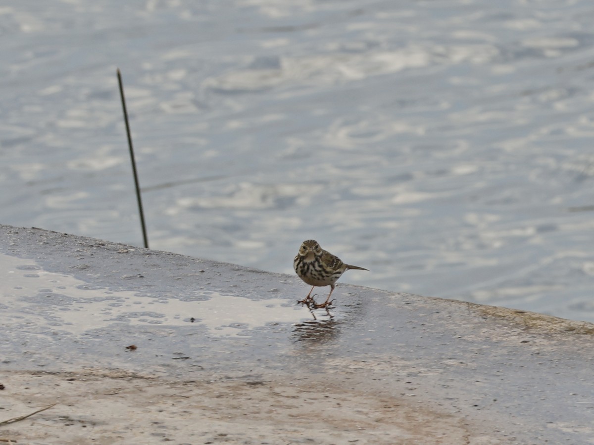 Wiesenpieper - ML647547297