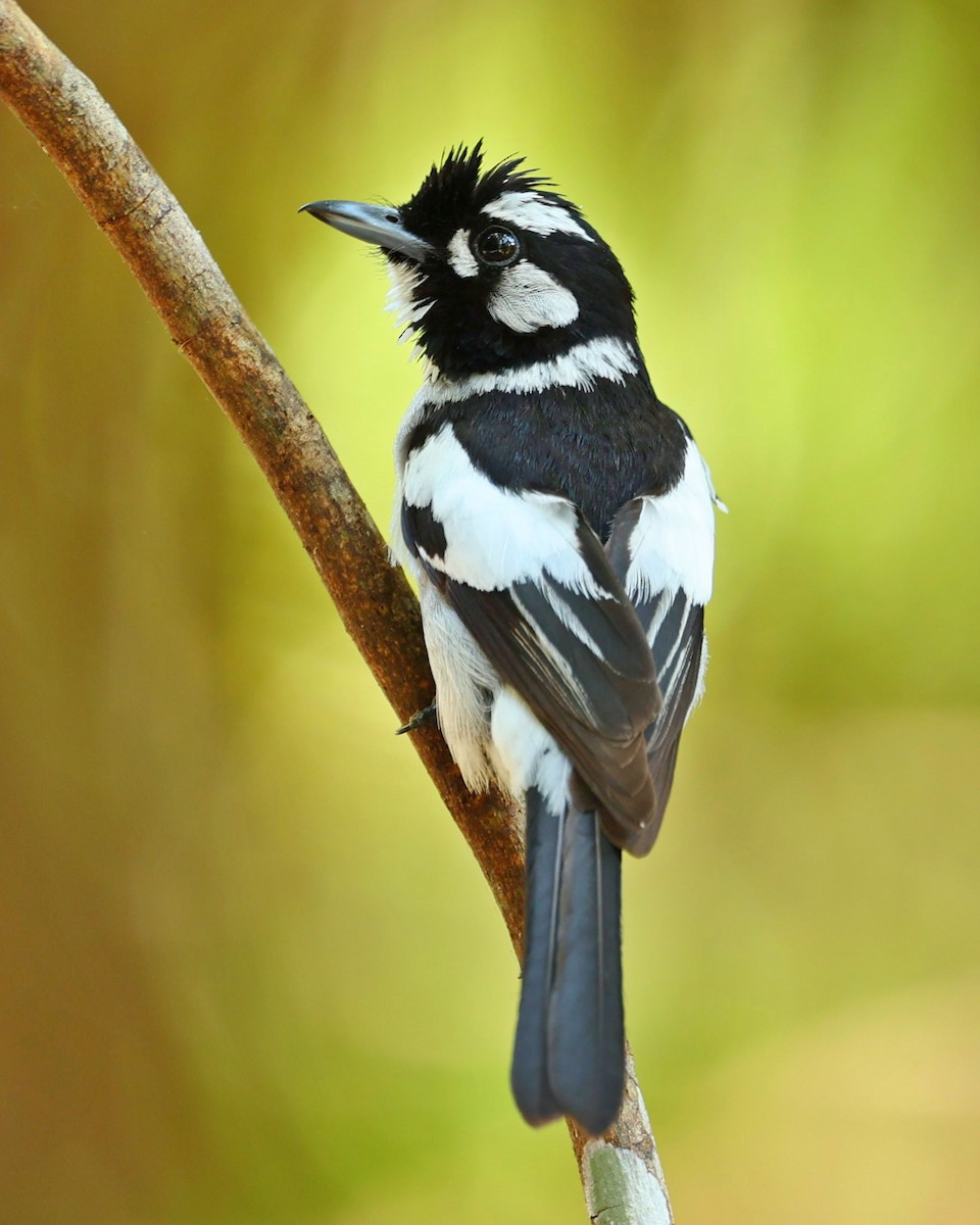 Weißohrmonarch - ML647547300