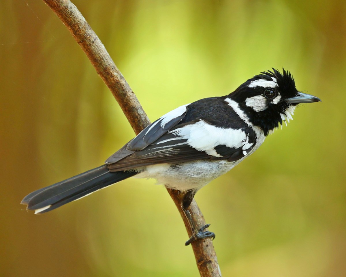 Weißohrmonarch - ML647547301