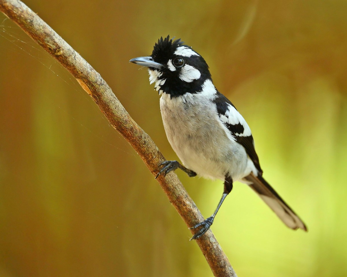 Weißohrmonarch - ML647547302