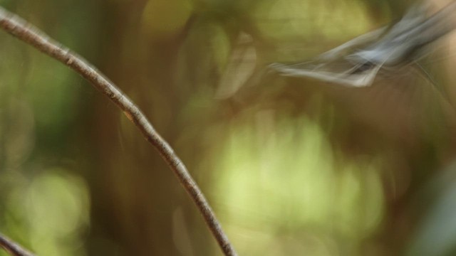 Weißohrmonarch - ML647547303