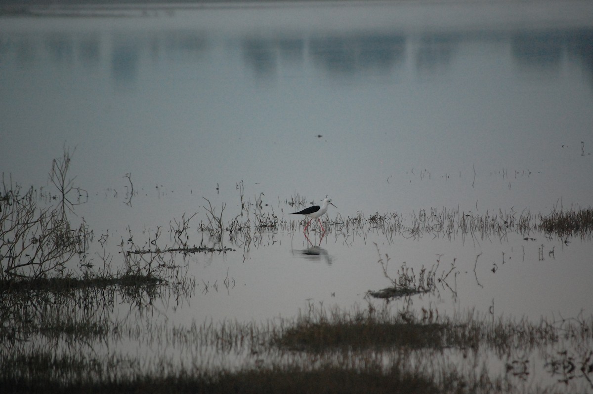 Stelzenläufer - ML647547312