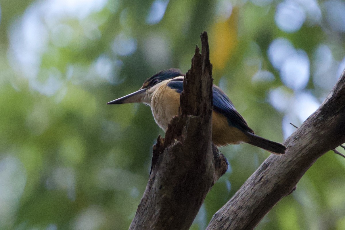 Götzenliest - ML647547313