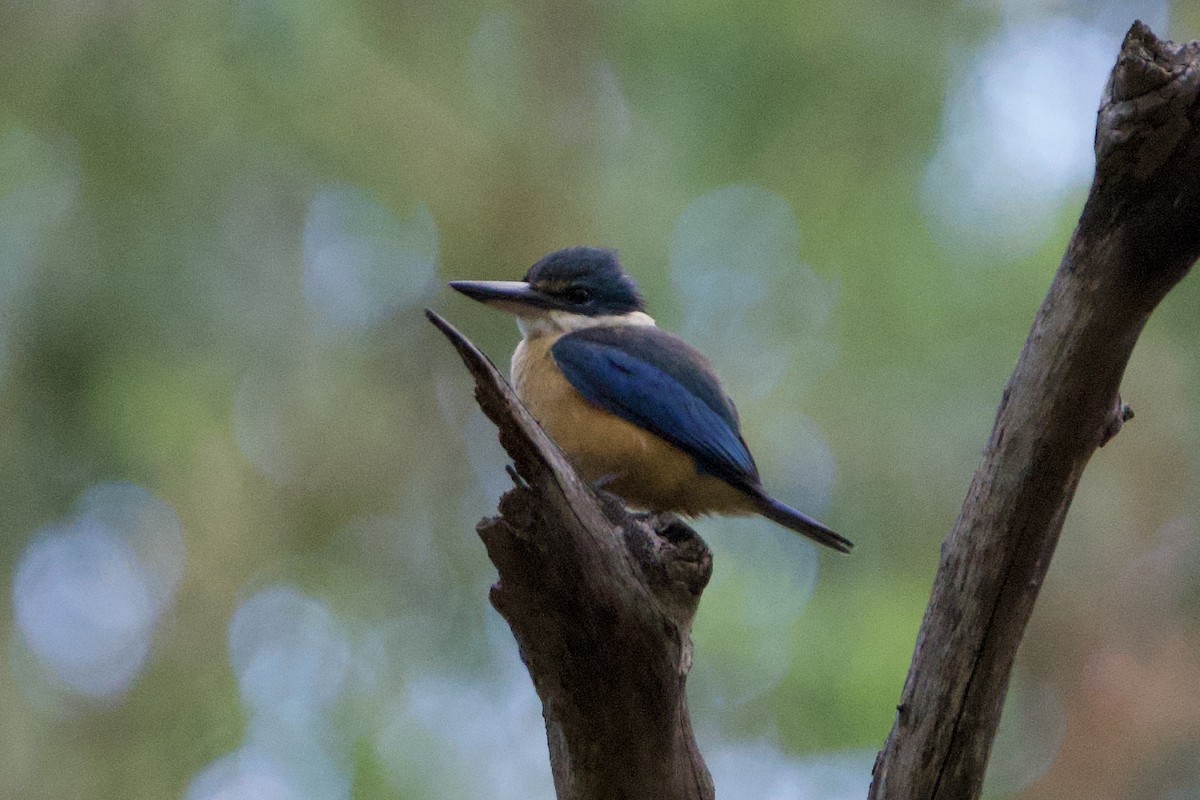 Götzenliest - ML647547314