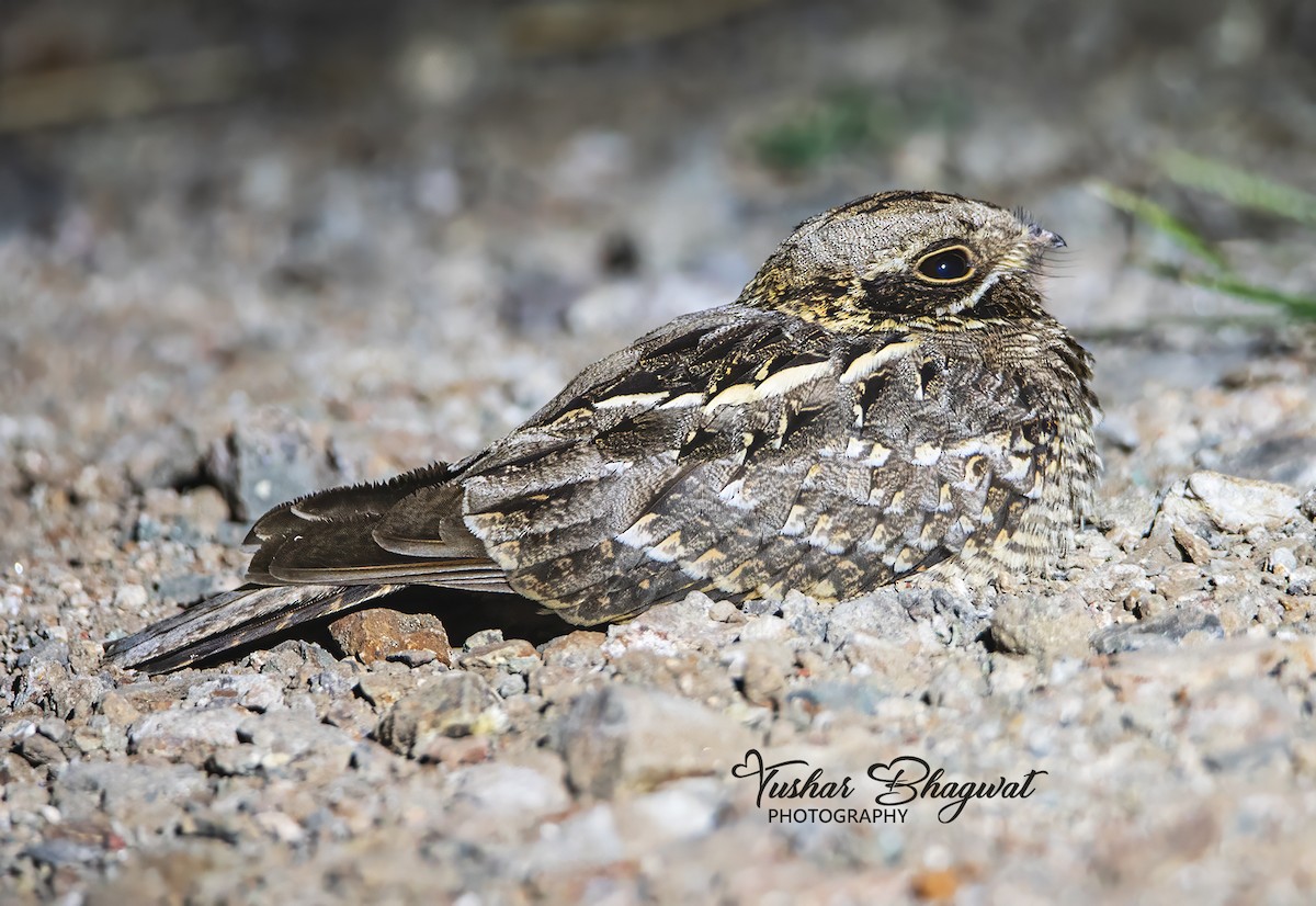 Indiennachtschwalbe - ML647547315