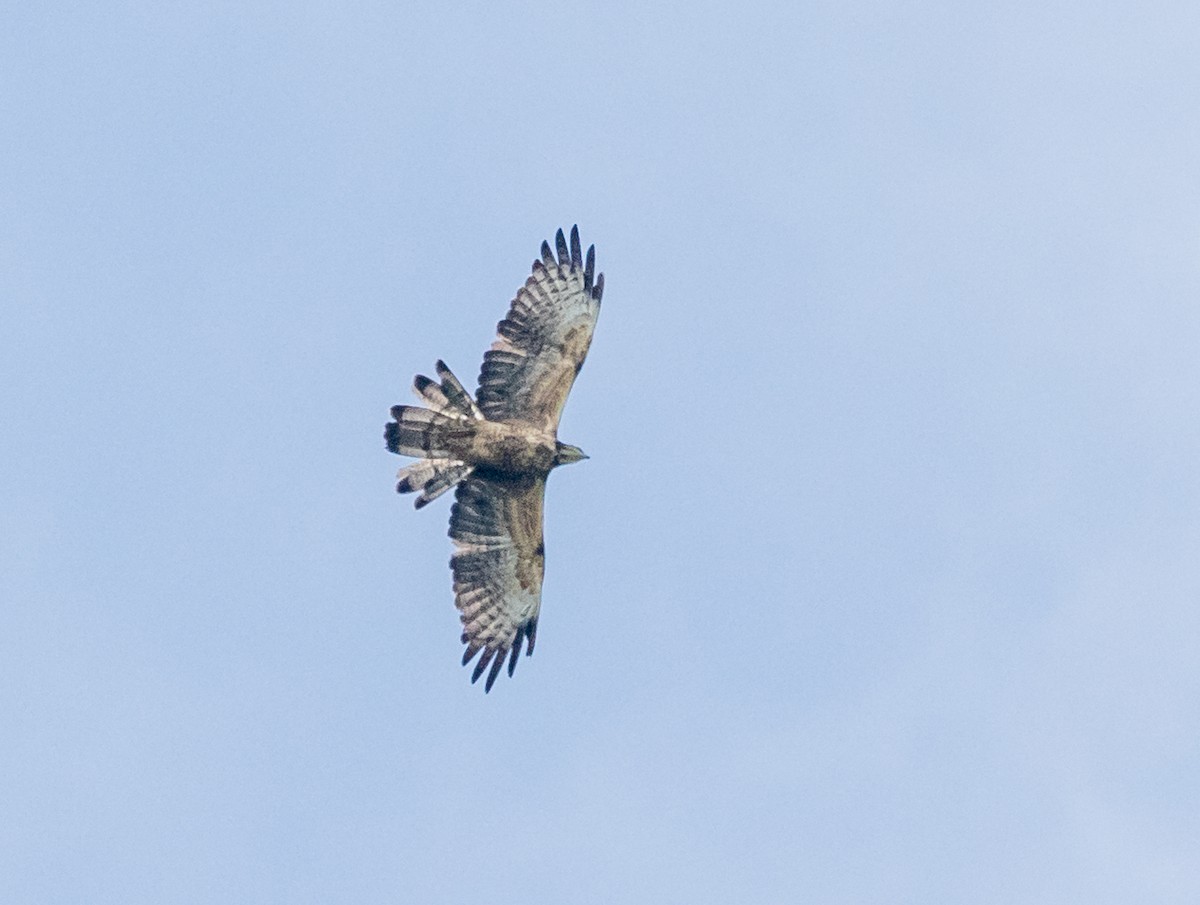 Schopfwespenbussard - ML647547316