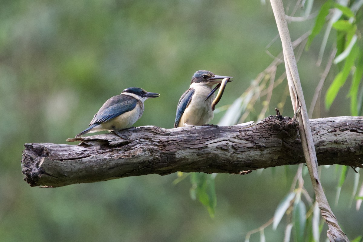 Götzenliest - ML647547318