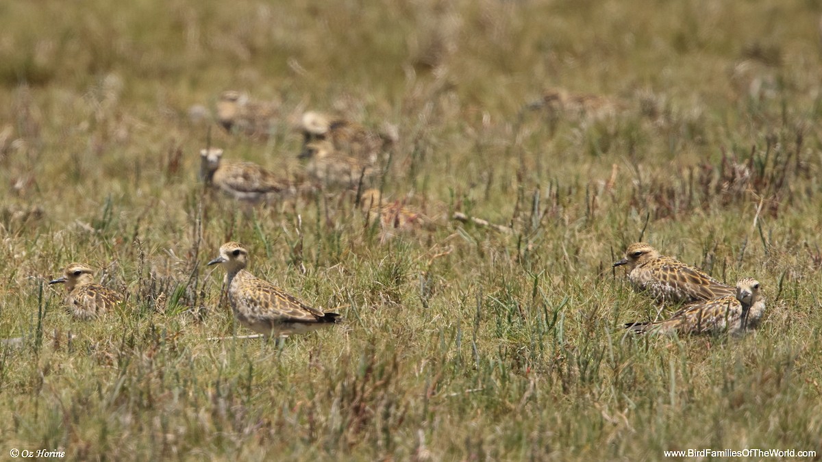 Tundra-Goldregenpfeifer - ML647547320