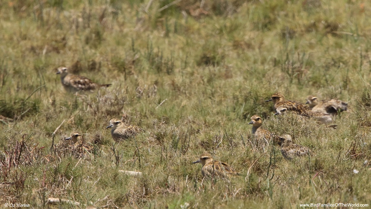 Tundra-Goldregenpfeifer - ML647547321