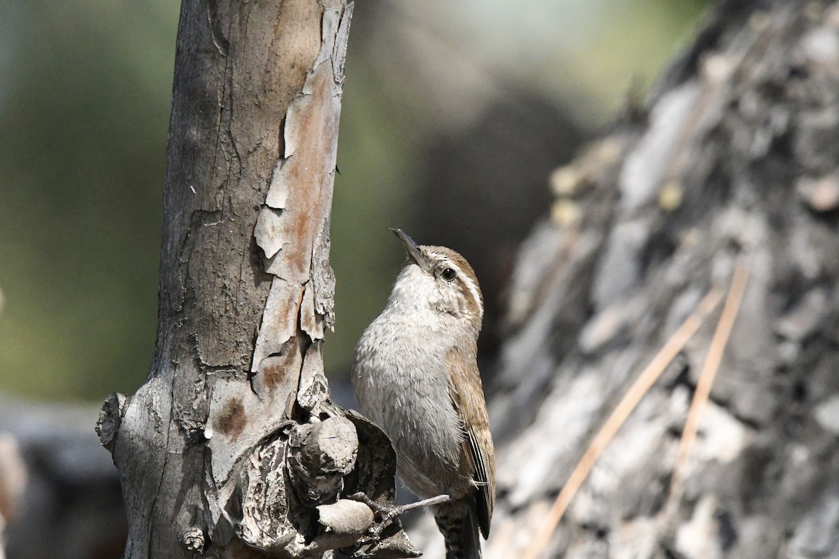 Buschzaunkönig [spilurus-Gruppe] - ML647547324