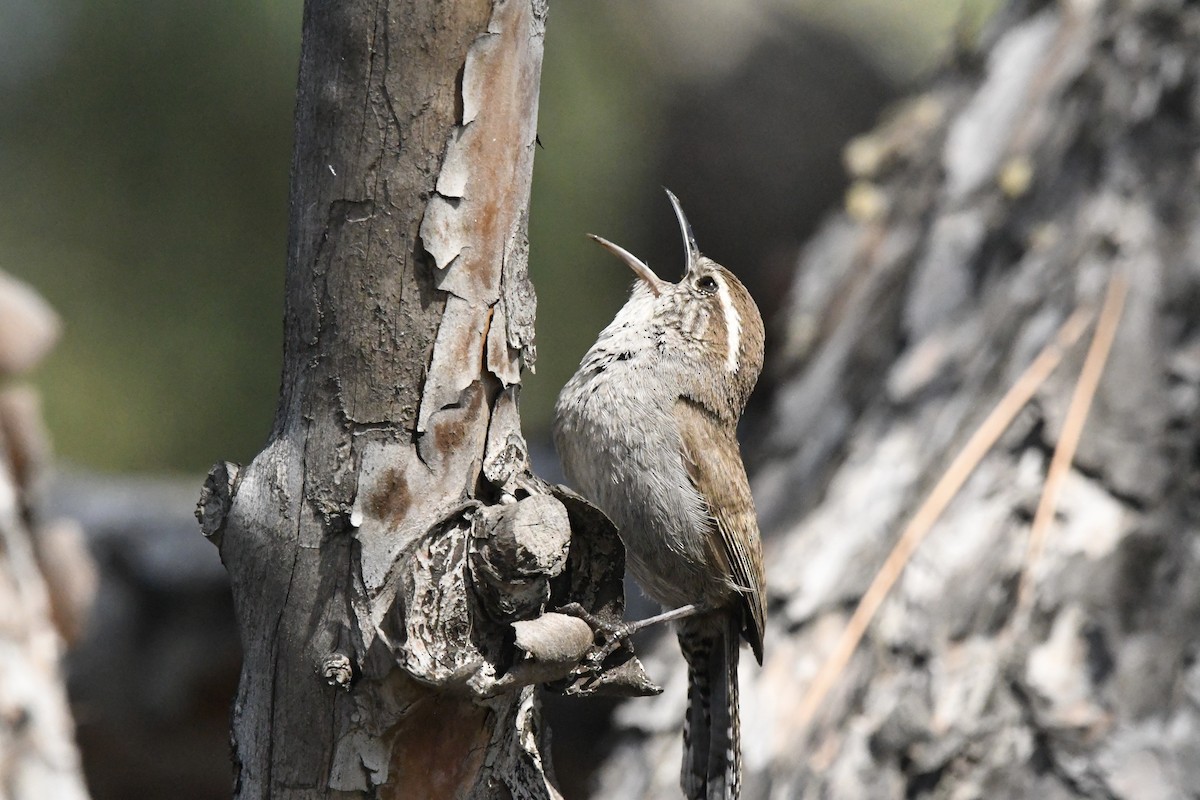 Buschzaunkönig [spilurus-Gruppe] - ML647547325