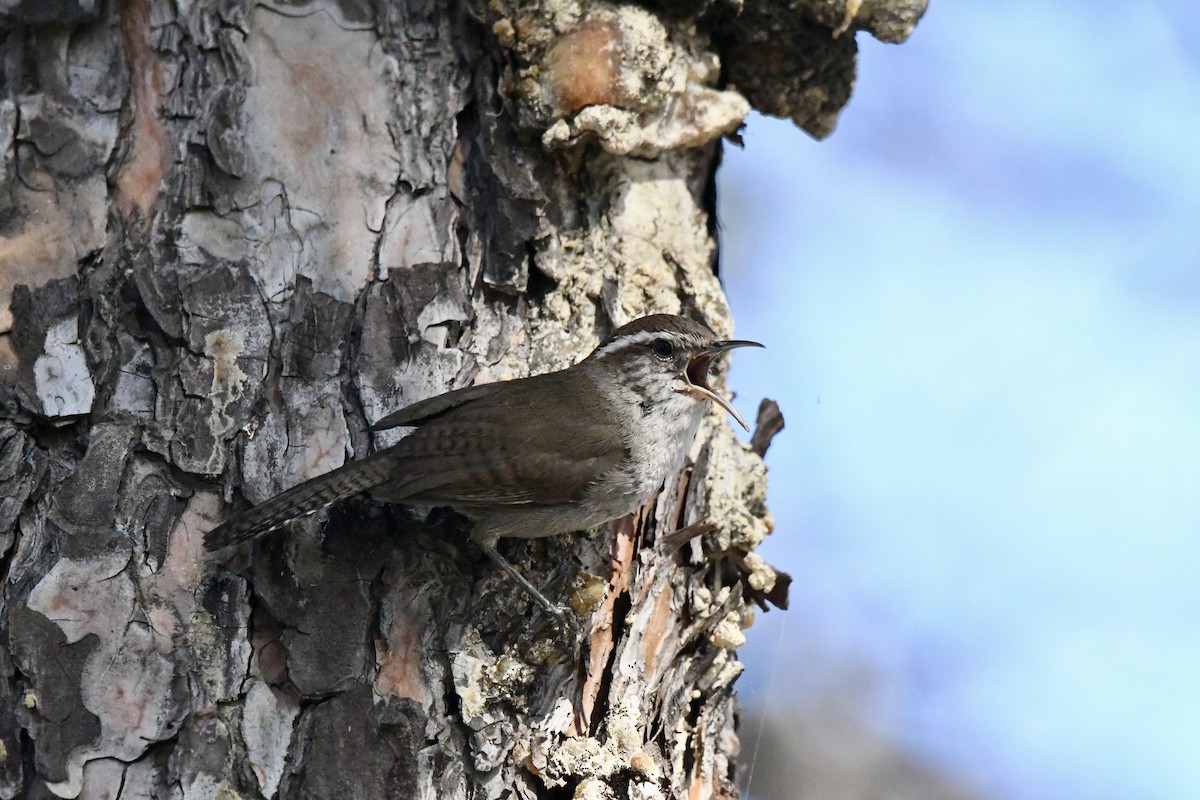 Buschzaunkönig [spilurus-Gruppe] - ML647547326