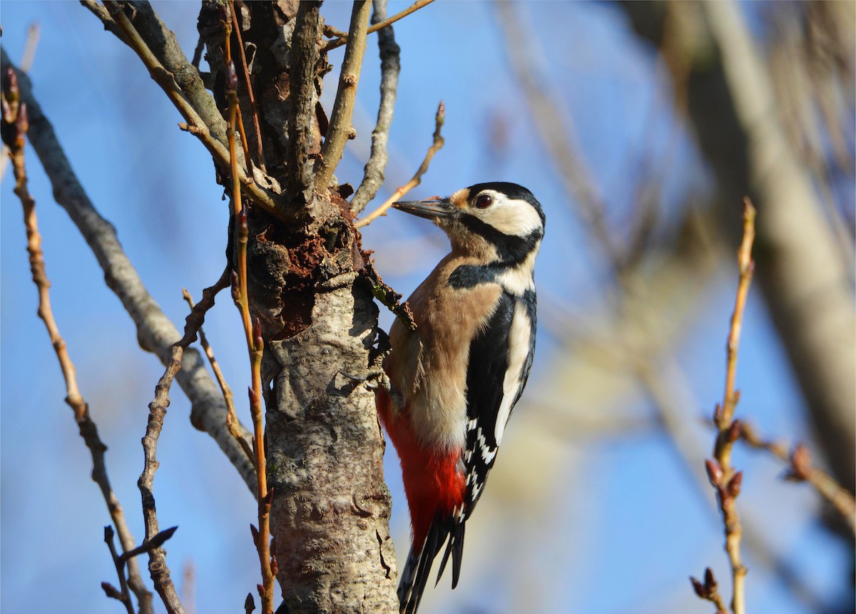 Buntspecht - ML647547331