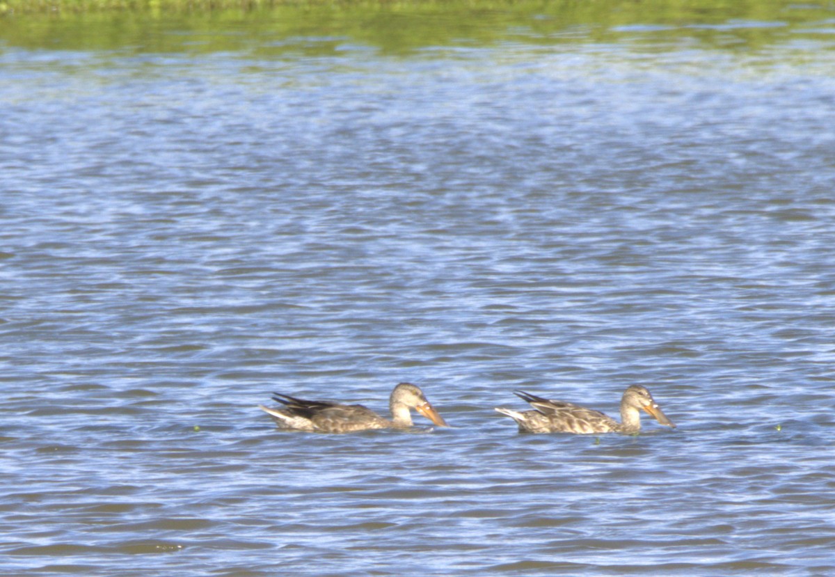 Cuchara Común - ML647547338