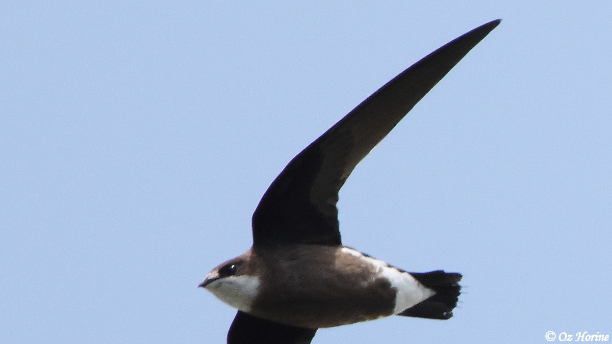 White-throated Needletail - ML647547345
