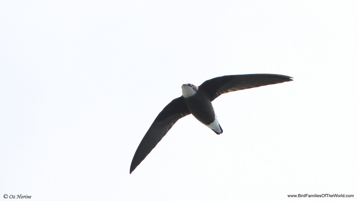White-throated Needletail - ML647547346