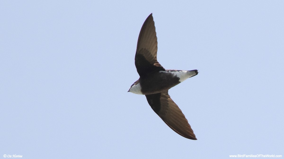 White-throated Needletail - ML647547347