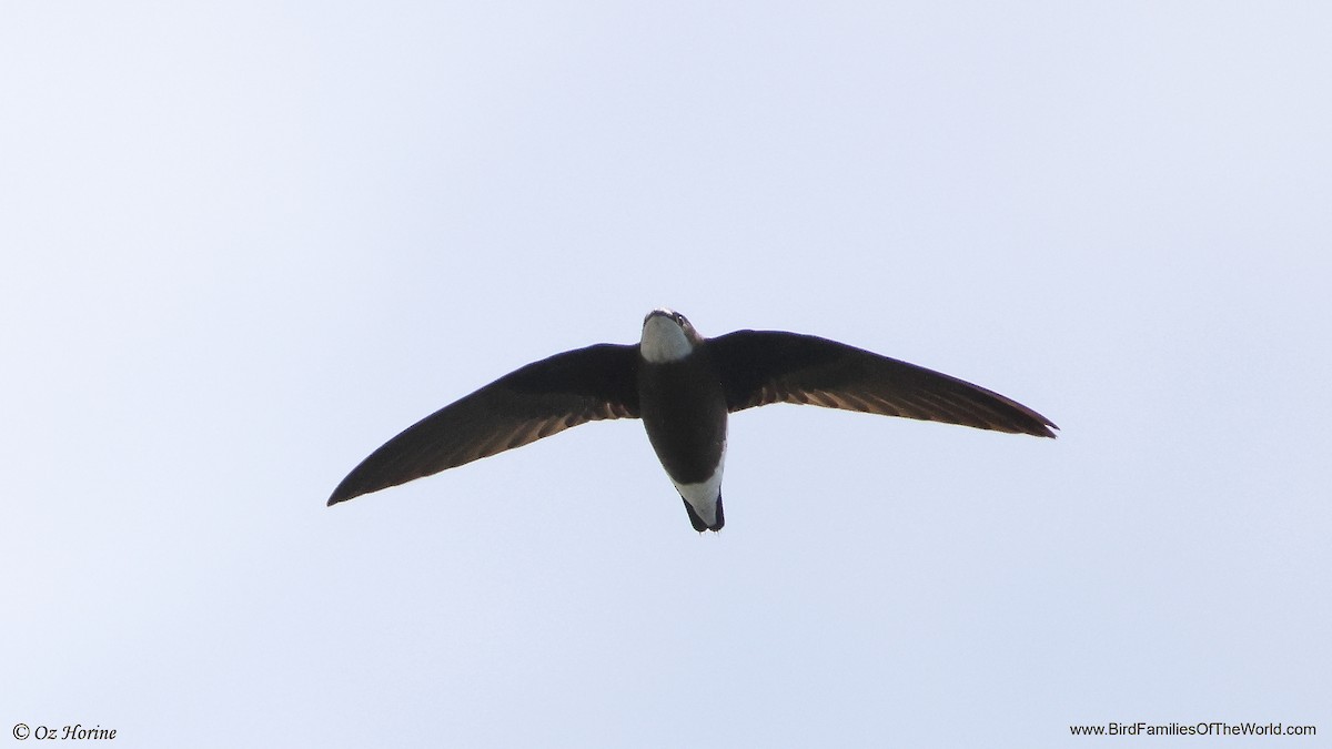 White-throated Needletail - ML647547348