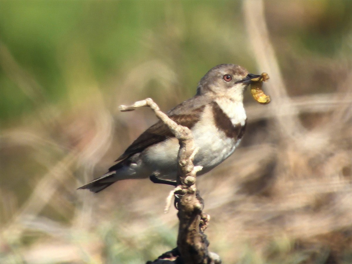 White-fronted Chat - ML647547368