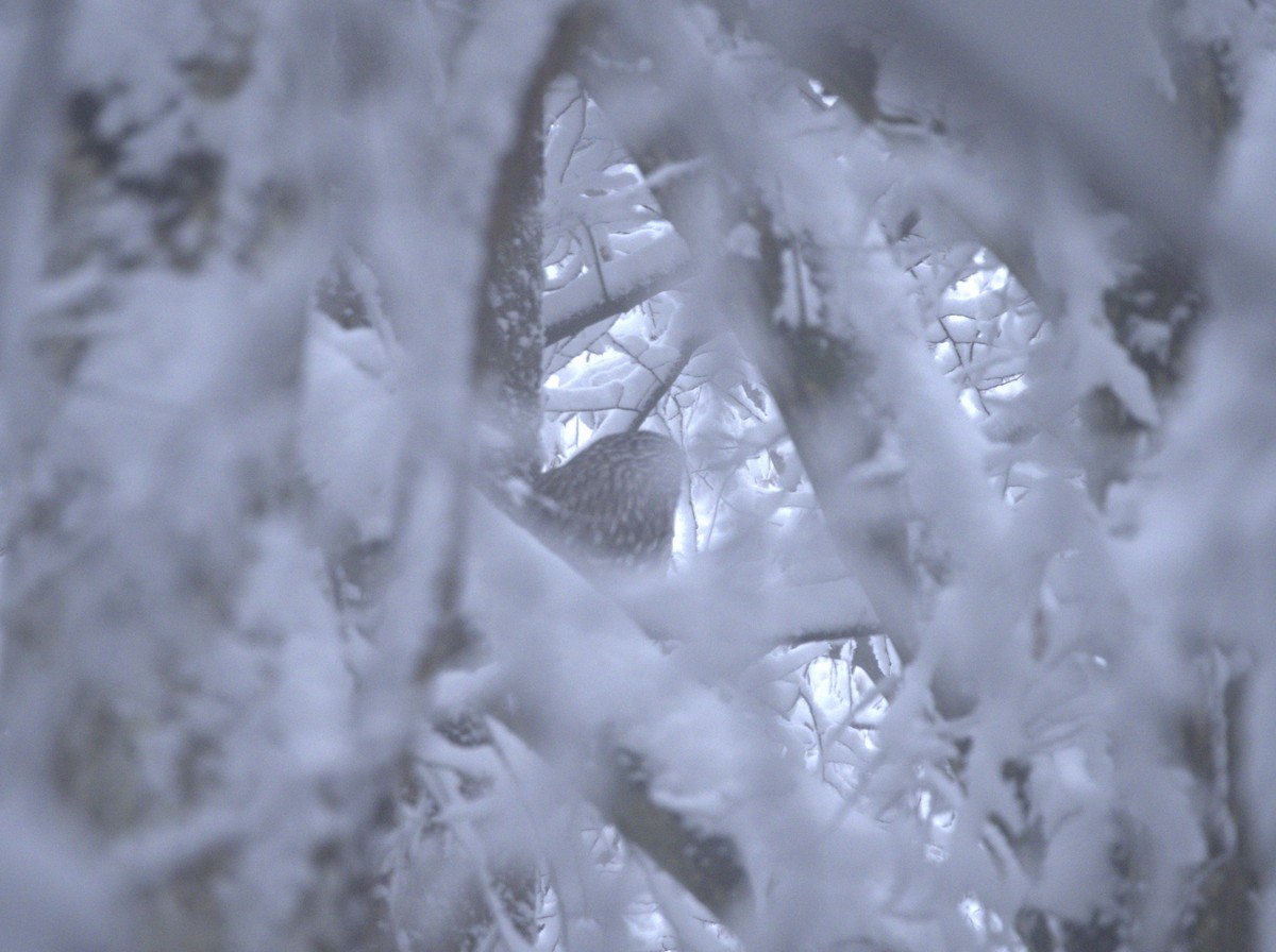 Urubi uraldarra - ML647547370