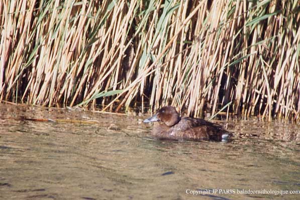 Hardhead - ML647547378