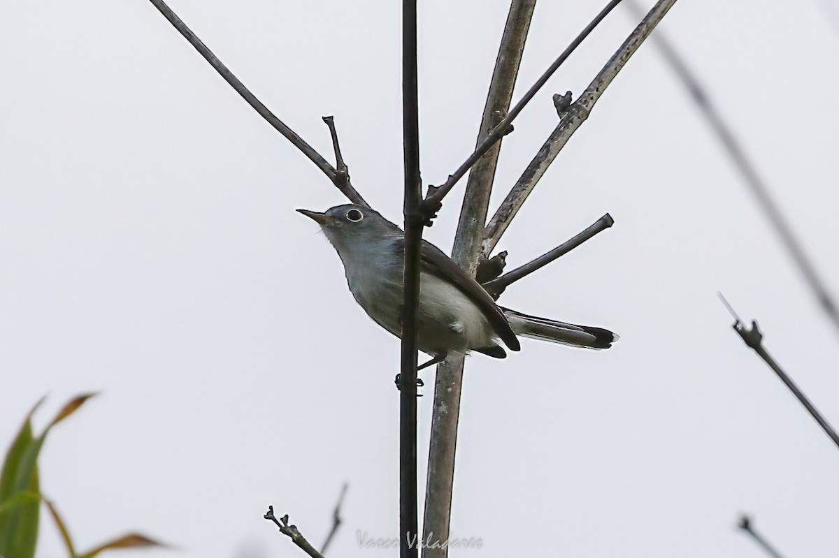 Комароловка сиза - ML647547393