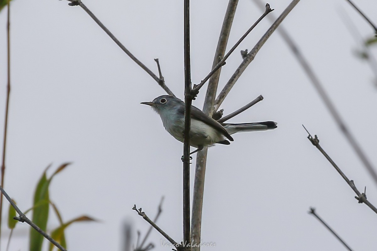 Комароловка сиза - ML647547394