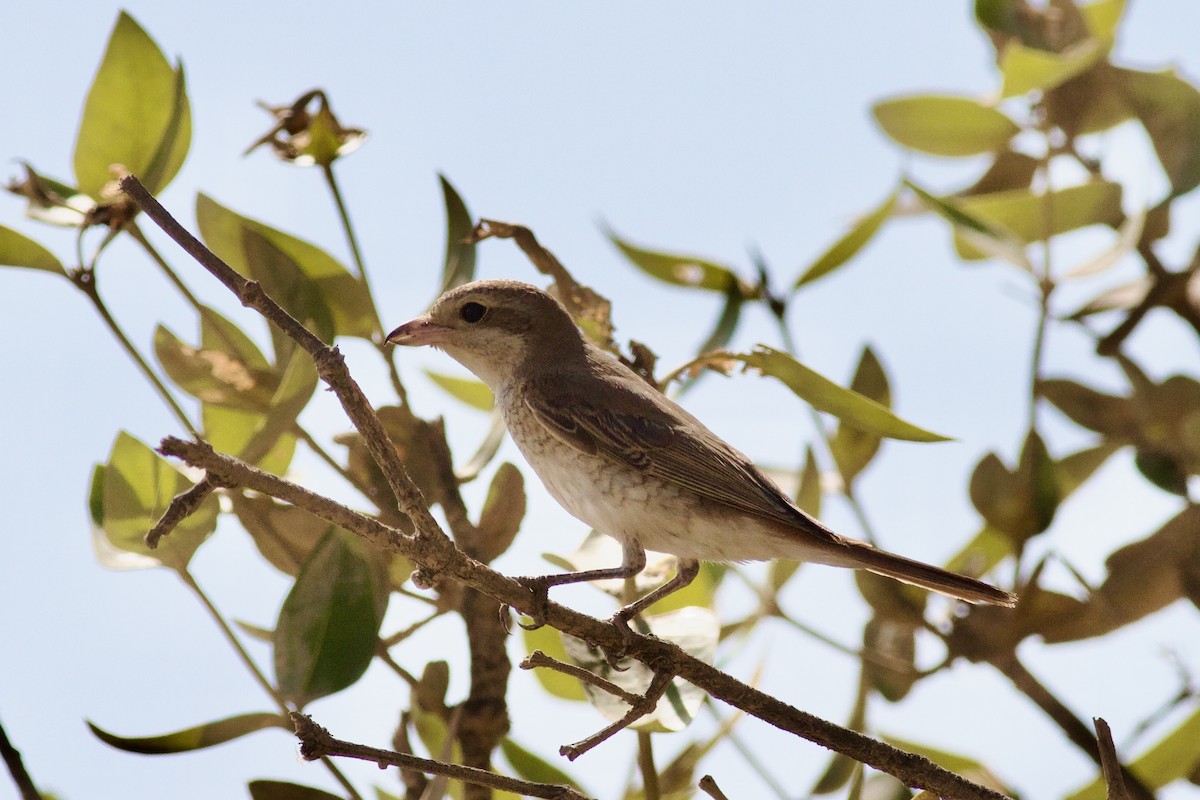 Alcaudón Isabel - ML647547399