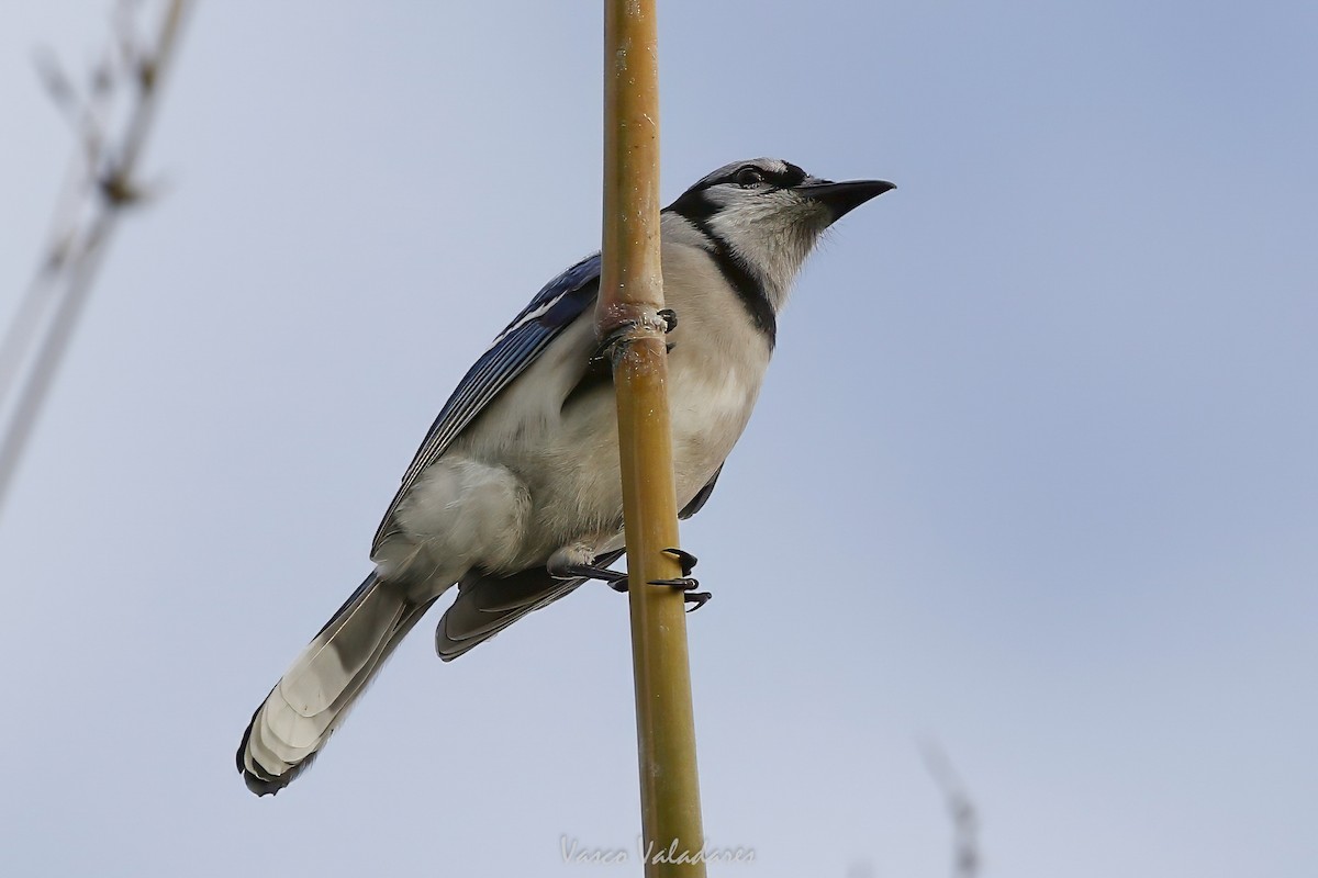 Blue Jay - ML647547420