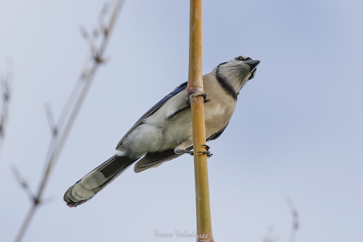 Blue Jay - ML647547421