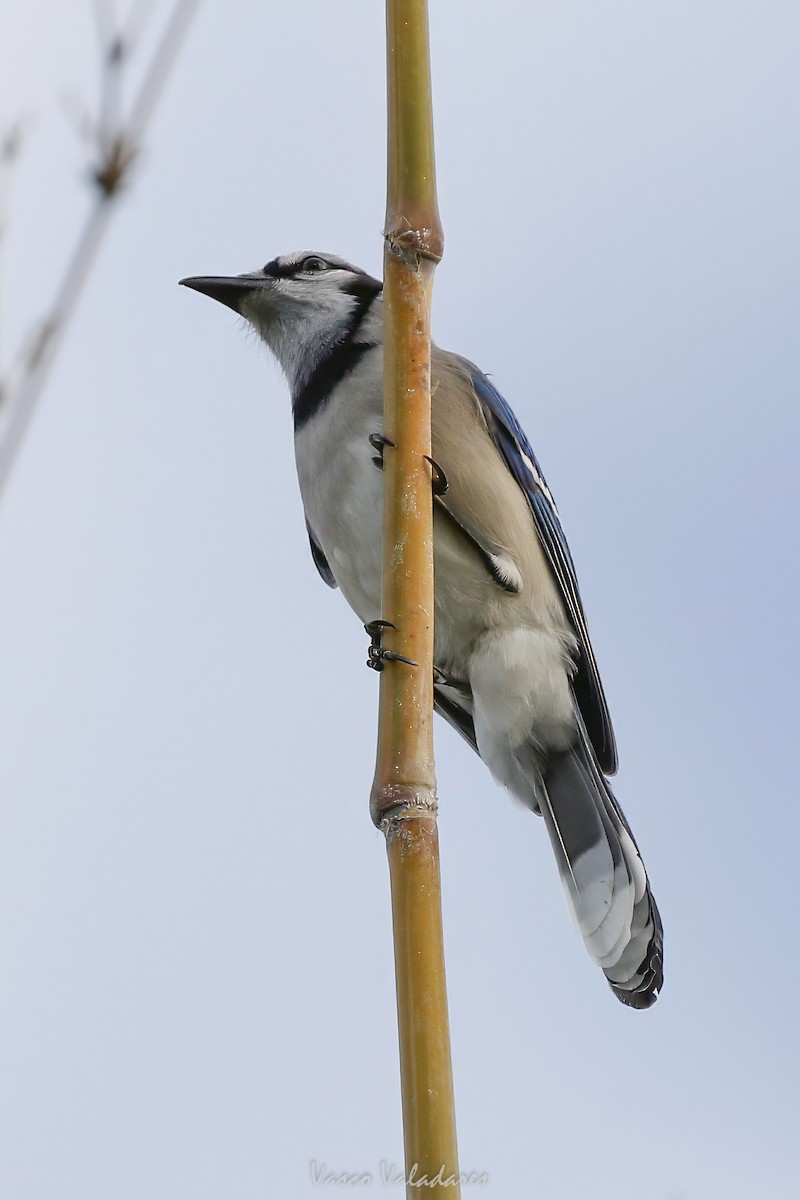 Blue Jay - ML647547422