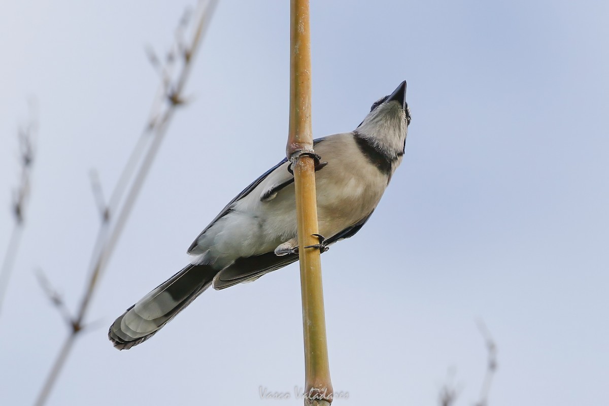 Blue Jay - ML647547423