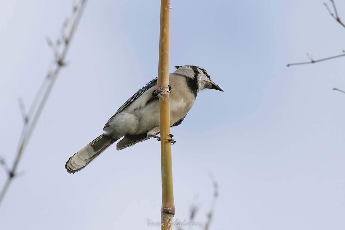 Blue Jay - ML647547424