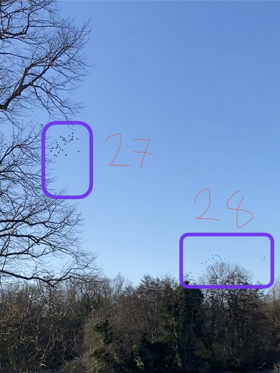 Pato Mandarín - ML647547449