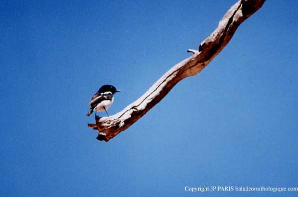 kutteflueskvett - ML647547454