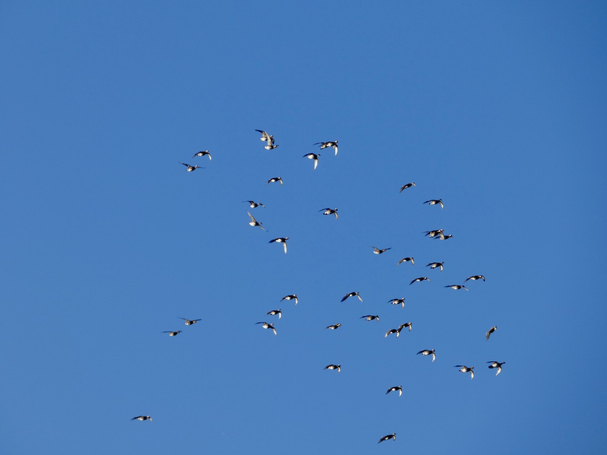 Pato Mandarín - ML647547460