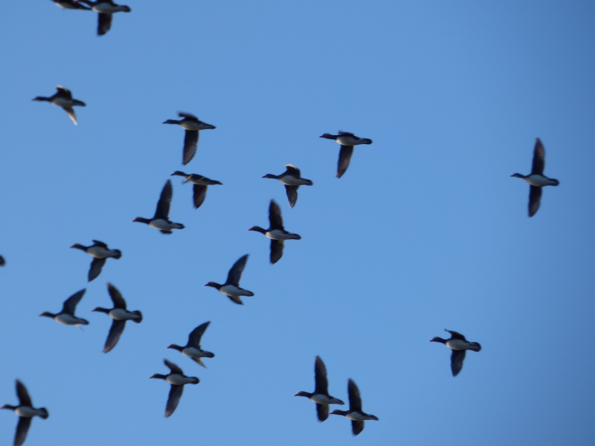 Pato Mandarín - ML647547461