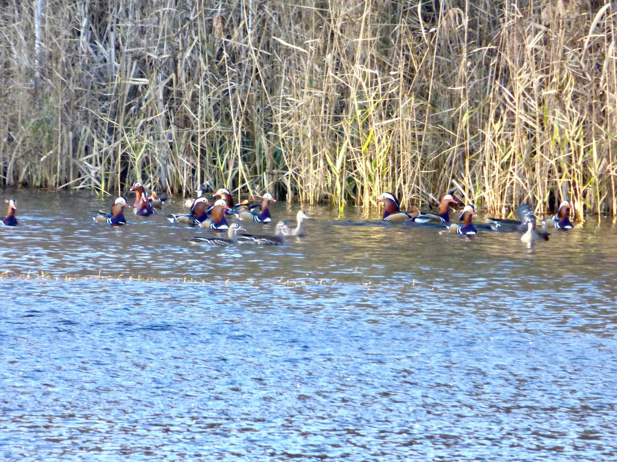 Pato Mandarín - ML647547462