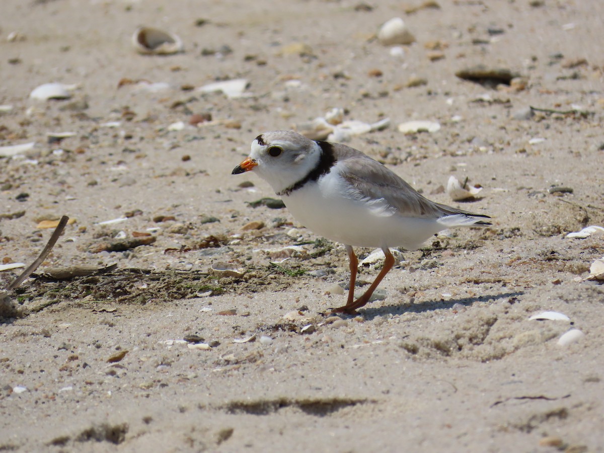 Piping Plover - ML647547466