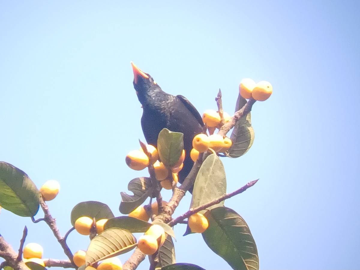 Miná Indio - ML647547473