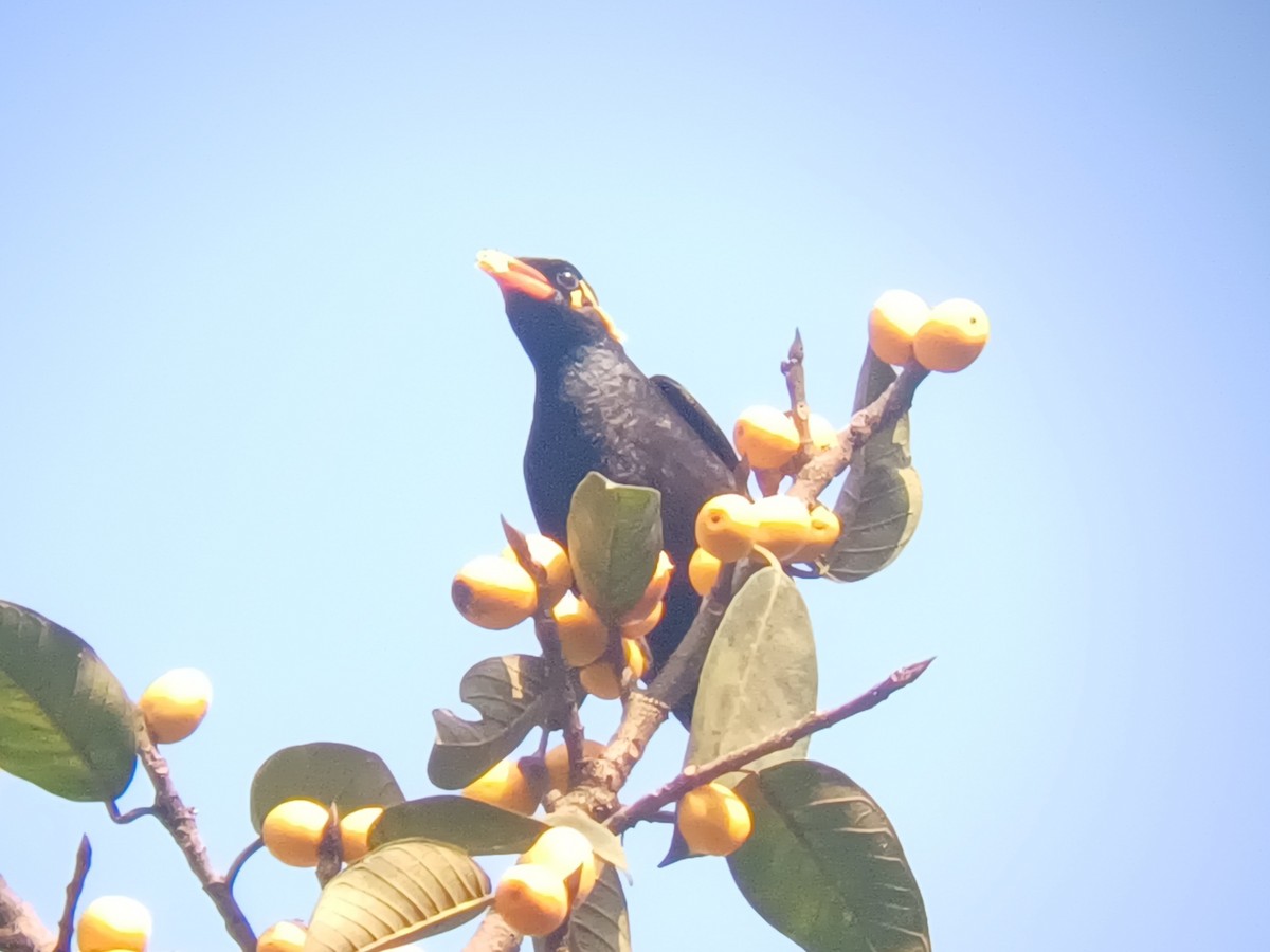 Miná Indio - ML647547474