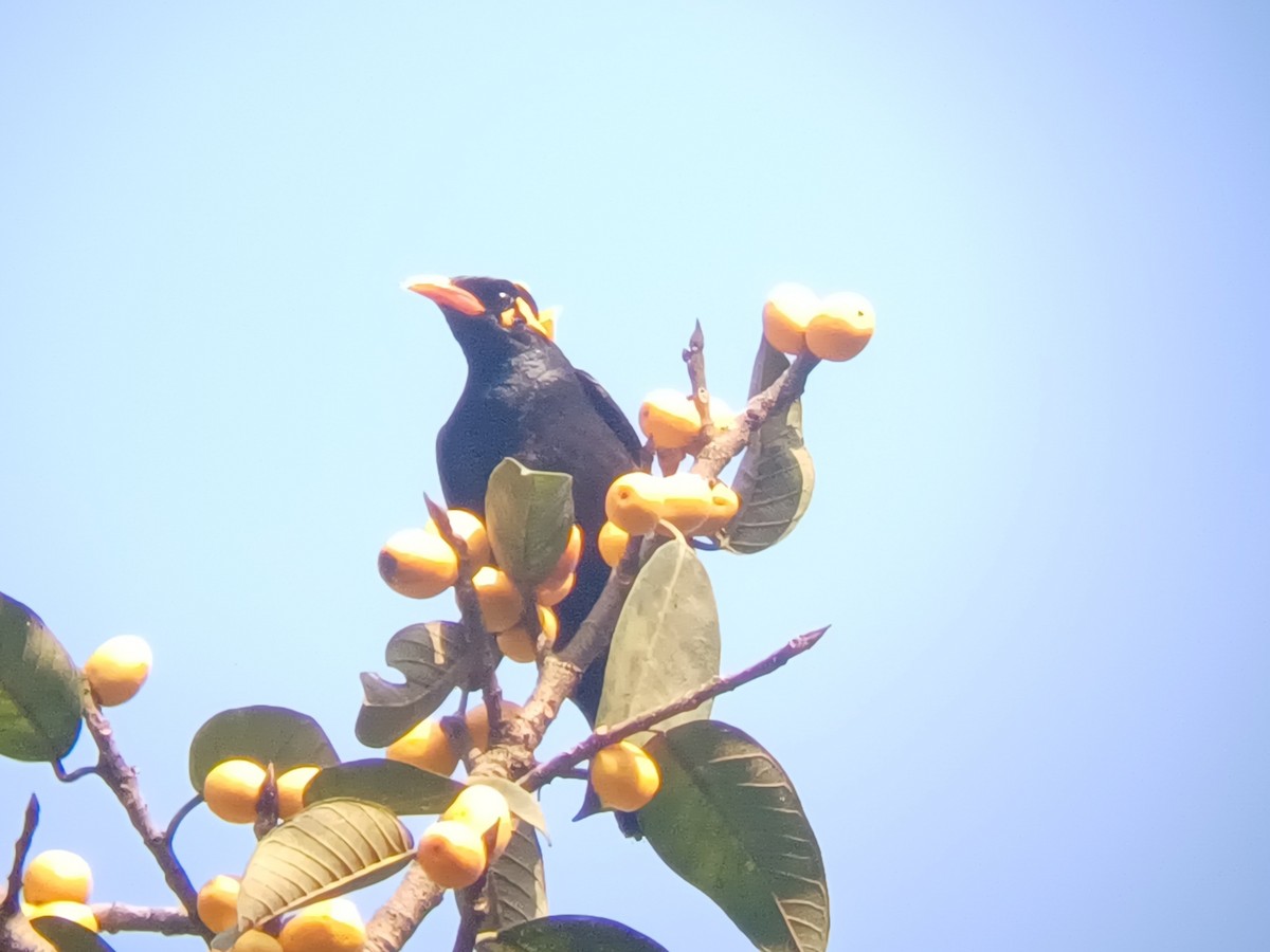 Miná Indio - ML647547475