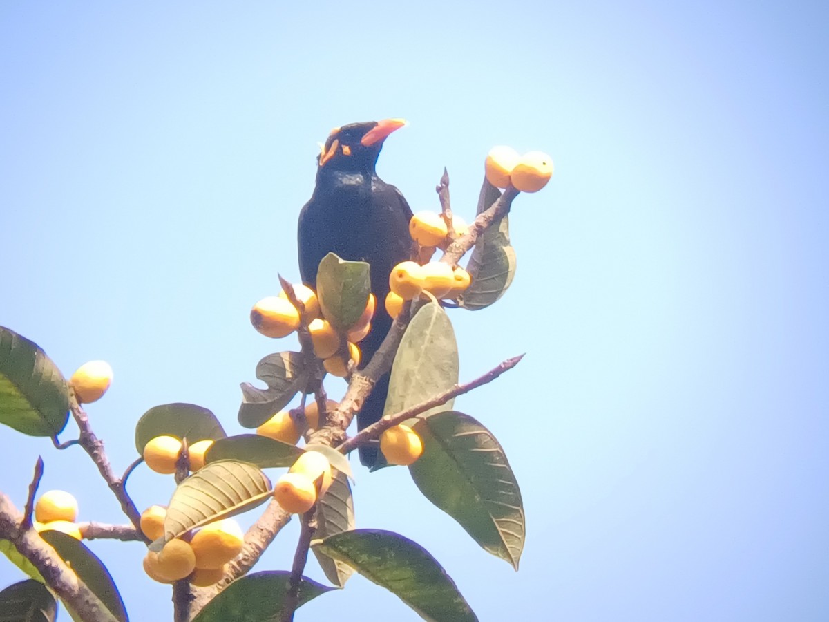 Miná Indio - ML647547476