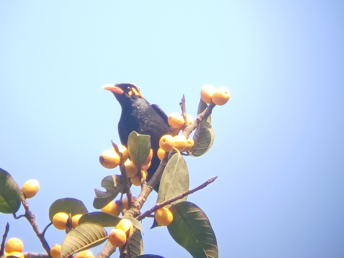 Miná Indio - ML647547477