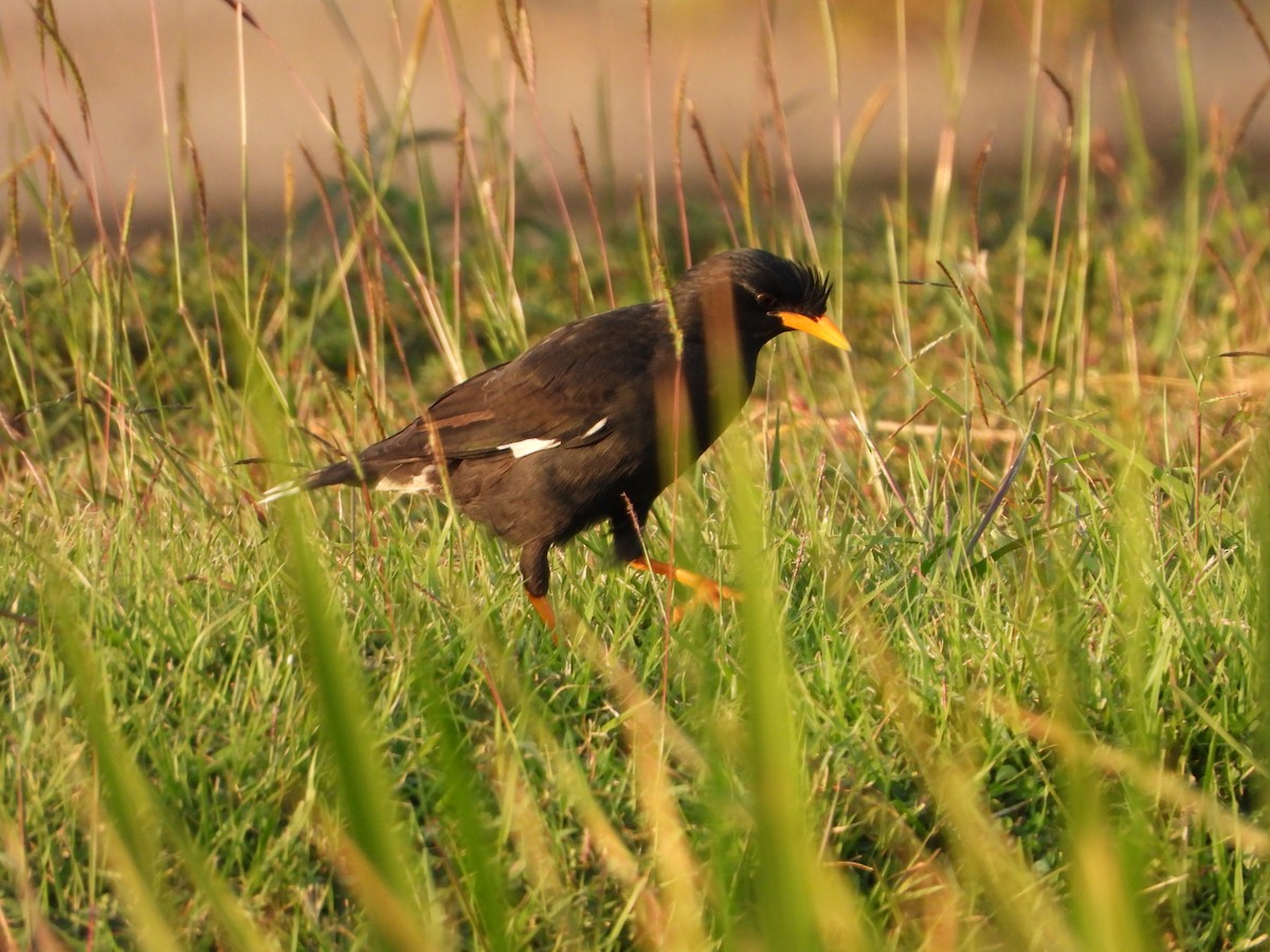 Great Myna - ML647547487