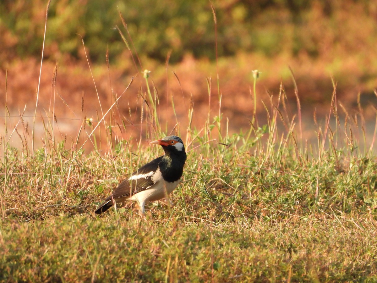 Siamese Pied Starling - ML647547488