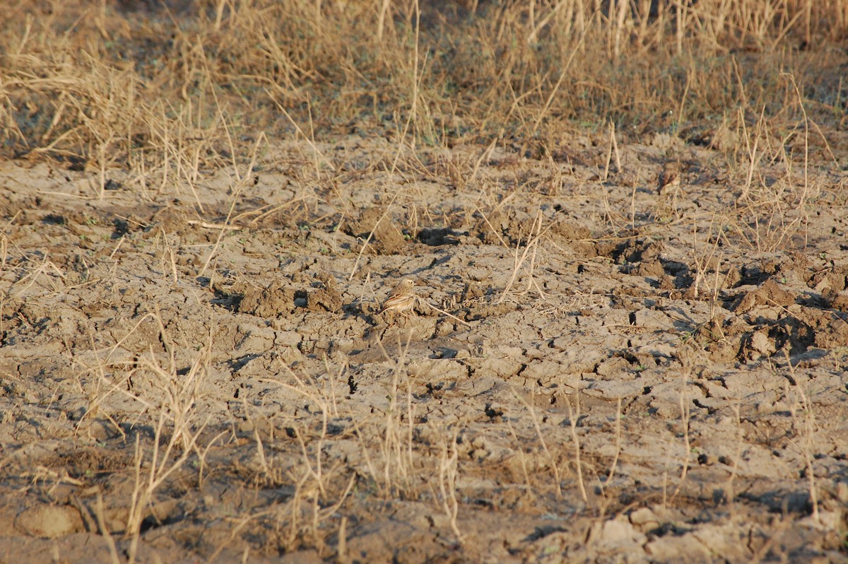 Greater Short-toed Lark - ML647547489