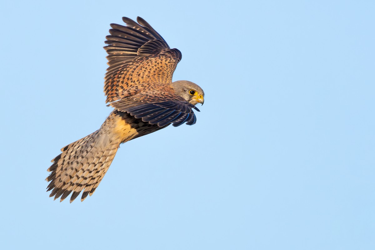 Eurasian Kestrel - ML647547490