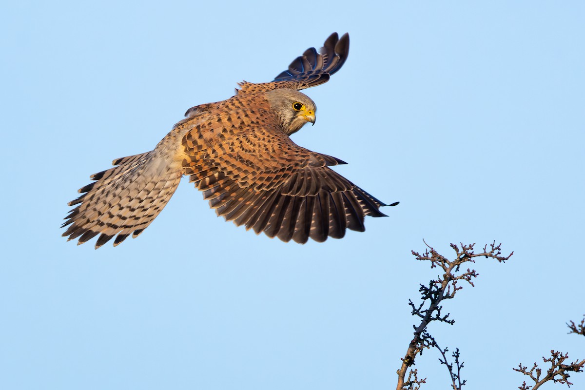 Eurasian Kestrel - ML647547492