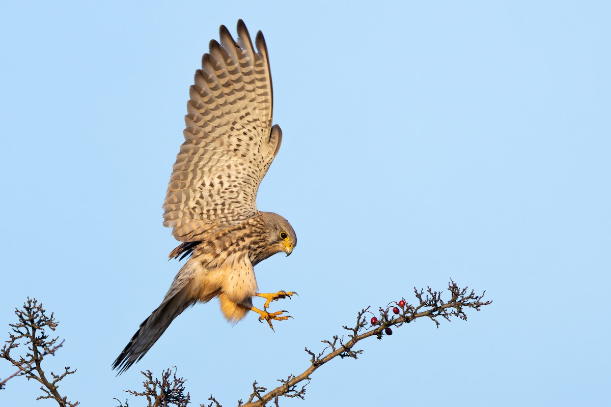 Eurasian Kestrel - ML647547493
